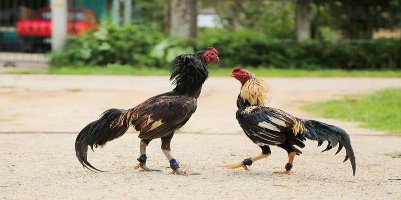Tổng Hợp Chi Tiết Các Thuật Ngữ Đá Gà Sư Kê Cần Biết