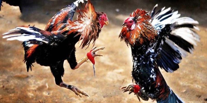 Đá Gà Trực Tiếp Thomo Là Gì? Các Kiểu Đá Gà Thomo