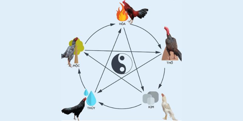 Cách Xem Màu Mạng Đá Gà Chuẩn Nhất Hiện Nay