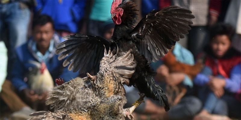Thông Tin Chi Tiết Luật Đá Gà Miền Bắc Cho Các Kê Thủ