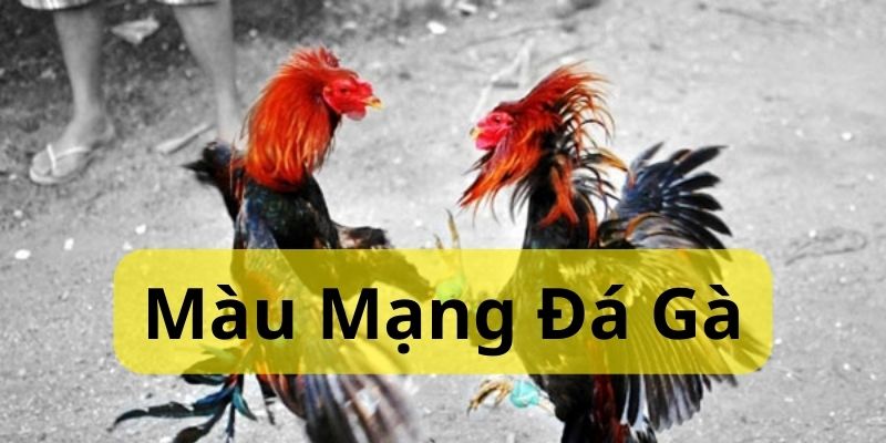 Cách Xem Màu Mạng Đá Gà Chuẩn Nhất Hiện Nay