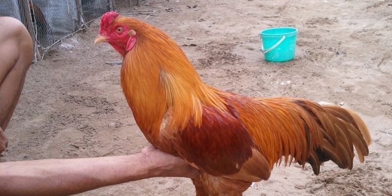 Cách Xem Màu Mạng Đá Gà Chuẩn Nhất Hiện Nay