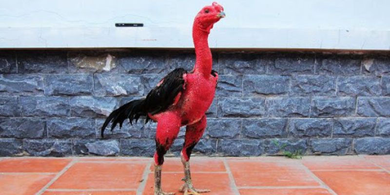Cách Xem Màu Mạng Đá Gà Chuẩn Nhất Hiện Nay