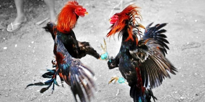 Tất Tần Tật Thông Tin Về Đá Gà Cựa Sắt Cho Sư Kê