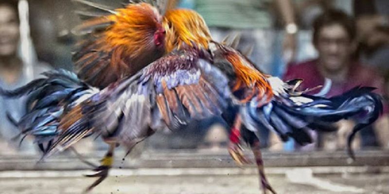 Thông Tin Chi Tiết Luật Đá Gà Miền Bắc Cho Các Kê Thủ
