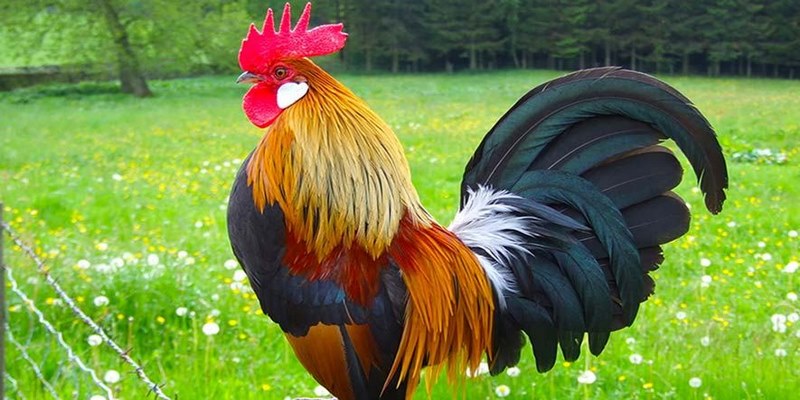 Gà Bị Trúng Gió - Nguyên Nhân Và Cách Chữa Trị Cho Sư Kê
