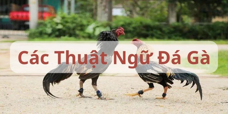 Tổng Hợp Chi Tiết Các Thuật Ngữ Đá Gà Sư Kê Cần Biết