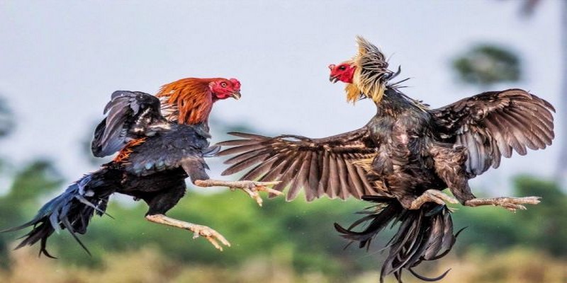 Đá Gà Cựa Dao - Hình Thức Giải Trí Đặc Sắc Nhất Hiện Nay
