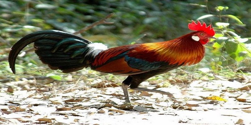 Gà Bị Trúng Gió - Nguyên Nhân Và Cách Chữa Trị Cho Sư Kê
