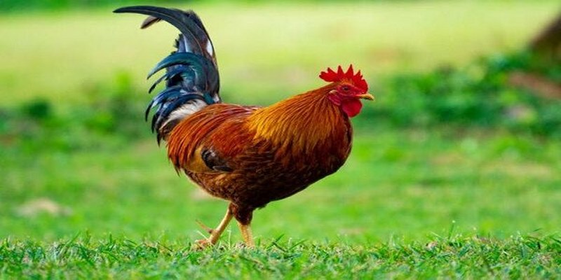 Gà Bị Trúng Gió - Nguyên Nhân Và Cách Chữa Trị Cho Sư Kê