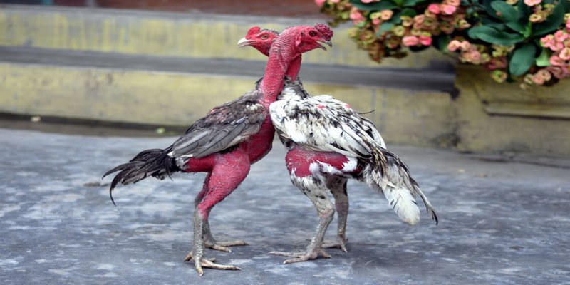 Gà Đá Đòn Độc - Chiến Kê Tài Năng, Lừng Lẫy Mọi Sới Đấu
