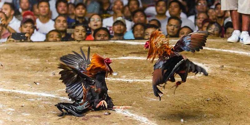 Đá gà Campuchia – Trường Đá Chất Lượng Hàng Đầu