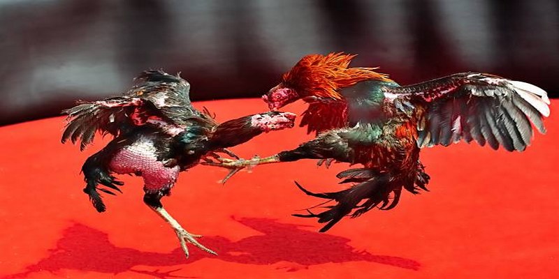 Đá Gà Cựa Dao - Hình Thức Giải Trí Đặc Sắc Nhất Hiện Nay