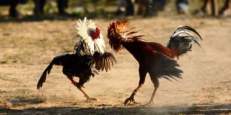 Tất Tần Tật Thông Tin Về Đá Gà Cựa Sắt Cho Sư Kê