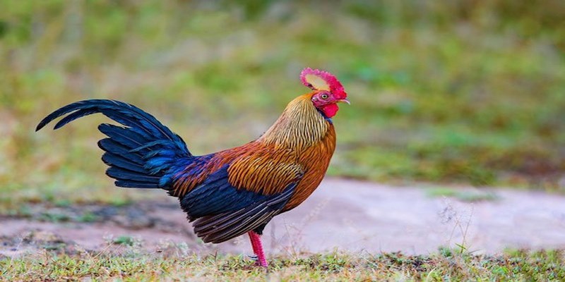 Gà Bị Trúng Gió - Nguyên Nhân Và Cách Chữa Trị Cho Sư Kê