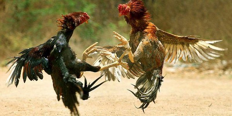 Gà Đá Đòn Độc - Chiến Kê Tài Năng, Lừng Lẫy Mọi Sới Đấu