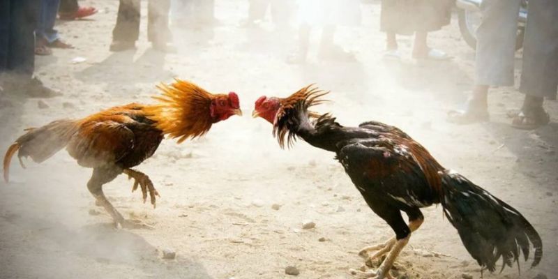 Thông Tin Chi Tiết Luật Đá Gà Miền Bắc Cho Các Kê Thủ