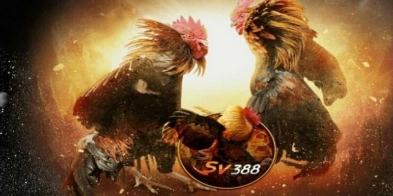 Cách Xóa Tài Khoản Sv388 Nhanh Chóng, Đơn Giản